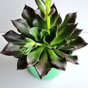 Suculenta Echeveria Black Prince (folhas onduladas)