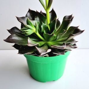 Suculenta Echeveria Black Prince (folhas onduladas)