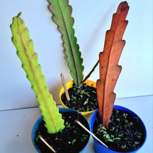 kit Cacto orquídea (Epiphyllum crenatum) Vermelho, branco e rosa