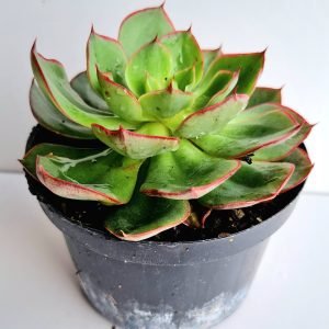 Suculenta Echeveria Yangjin