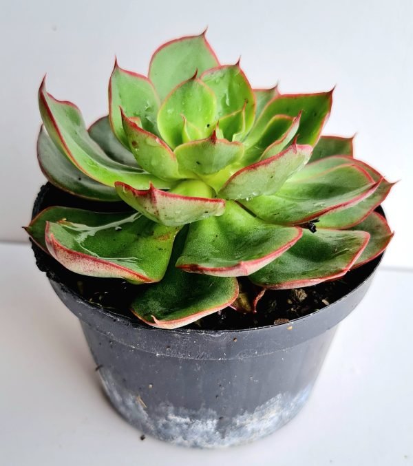 Suculenta Echeveria Yangjin - Image 2