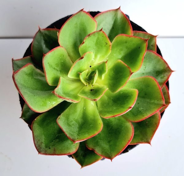 Suculenta Echeveria Yangjin