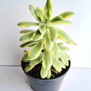 Suculenta Echeveria Mini belle Variegata