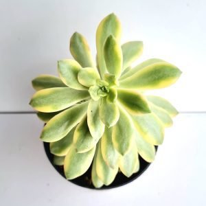 Suculenta Echeveria Mini belle Variegata