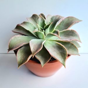 Suculenta Echeveria Madiba Cuia 21