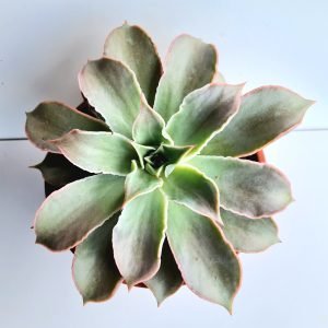 Suculenta Echeveria Madiba Cuia 21