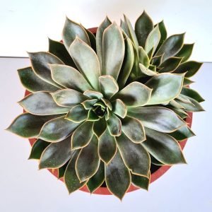 Suculenta Echeveria Mensa Cuia 21