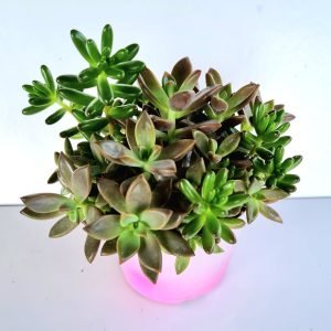 Suculenta Vaso Misto