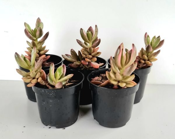 Kit 5 Suculentas Chocolate And Strawberries Variegata Pote6