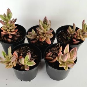 Kit 5 Suculentas Chocolate And Strawberries Variegata Pote6