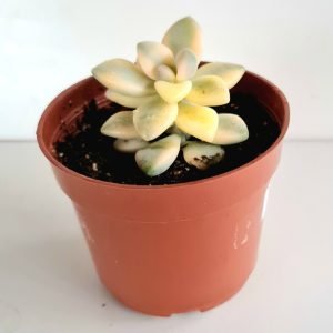 Suculenta Graptopetalum Victor Kane Variegata