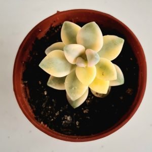 Suculenta Graptopetalum Victor Kane Variegata