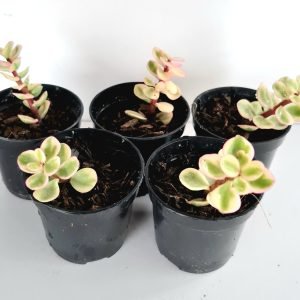 Kit 5 Suculentas Portulacaria Afra variegata Pote 6