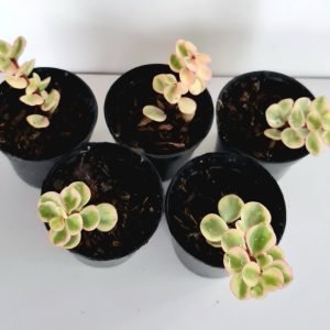 Kit 5 Suculentas Portulacaria Afra variegata Pote 6