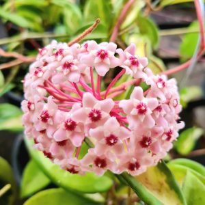 Flor de Cera (Hoya Variegata)