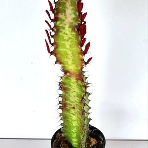 Euphorbia Candelabro Ruby