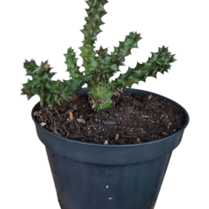 Edithcolea Grandis – Tapete Persa