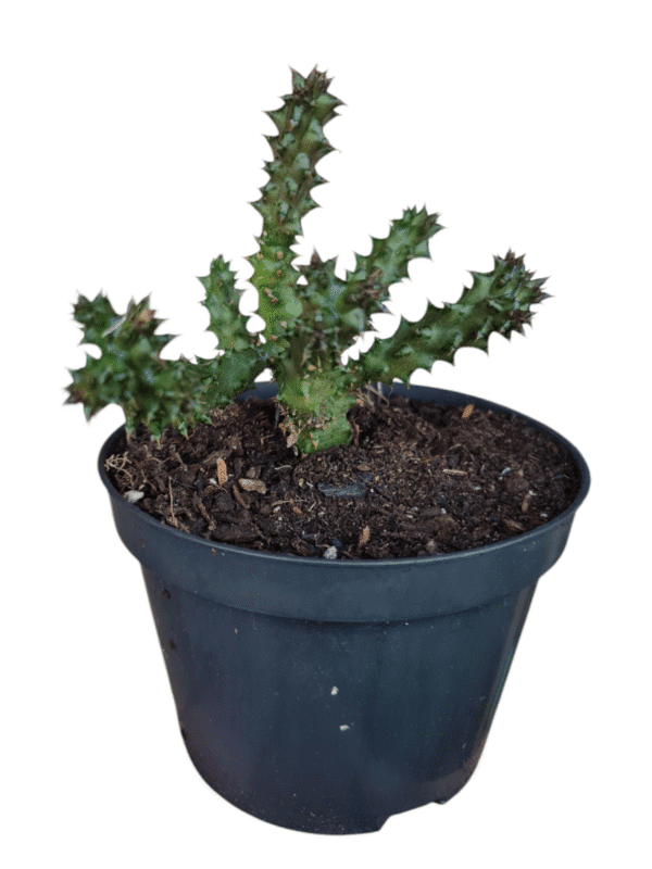 Edithcolea Grandis - Tapete Persa - Imagem 2