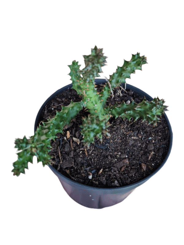 Edithcolea Grandis - Tapete Persa - Imagem 3