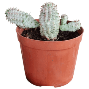 Euphorbia Variegata