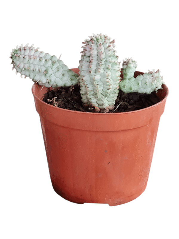 Euphorbia Variegata