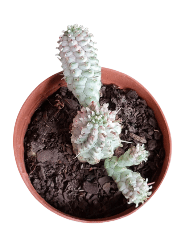 Euphorbia Variegata - Imagem 2