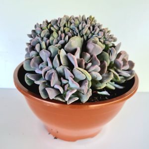Suculenta Echeveria Cubic Frost Cristata Cuia 17