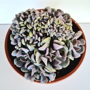 Suculenta Echeveria Cubic Frost Cristata Cuia 17
