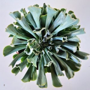 Suculenta Echeveria Nichi Cuia 17