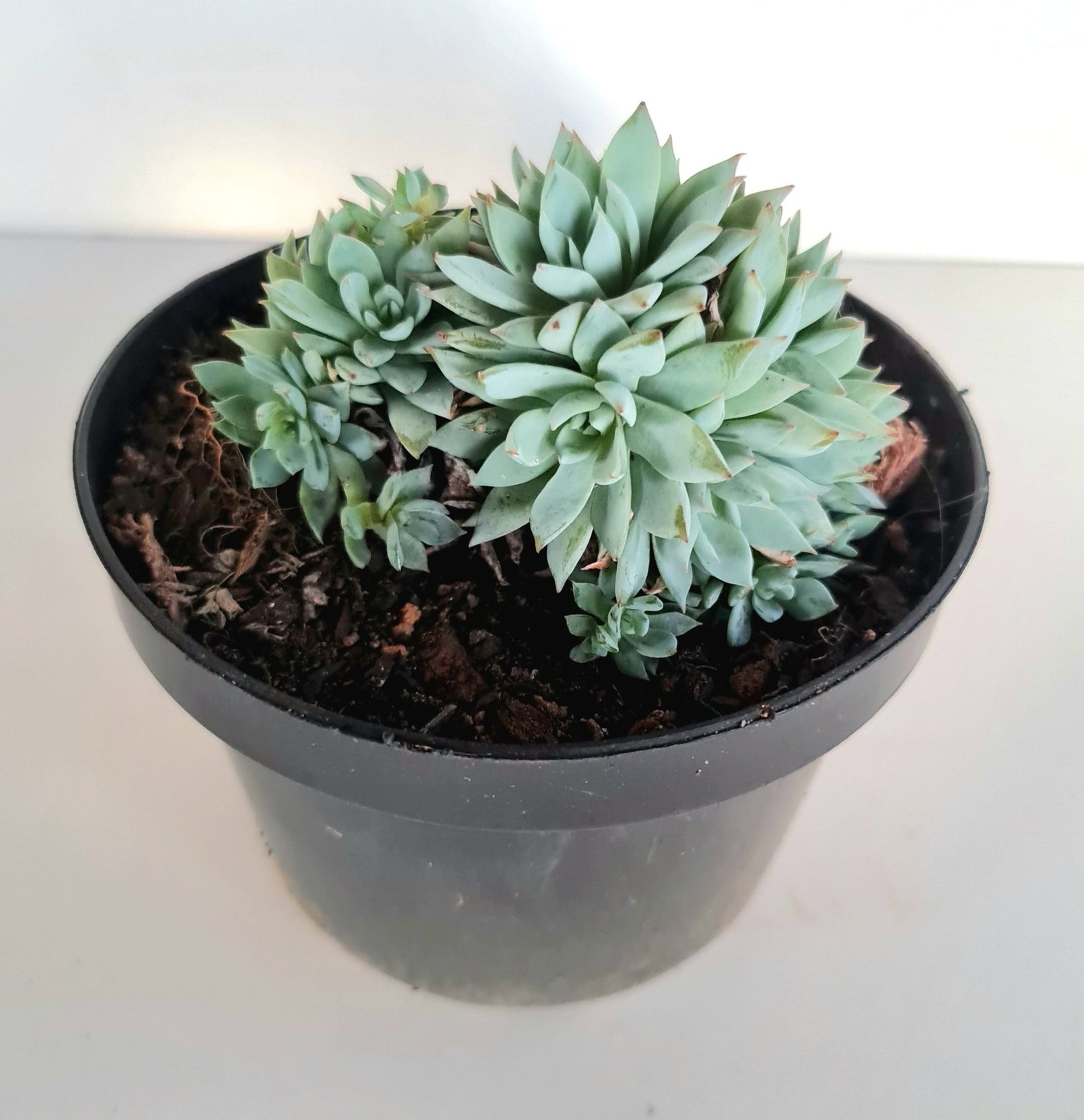 Suculenta Echeveria Blue Star Colônia | Verde Amor Jardinagem