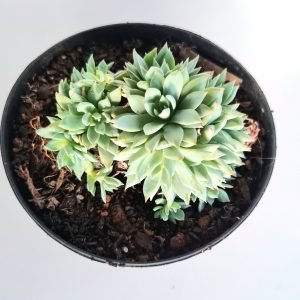 Suculenta Echeveria Blue Star Colônia