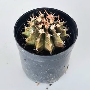 Gymnocalycium (Pote 6)