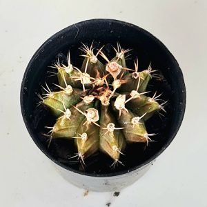 Gymnocalycium (Pote 6)