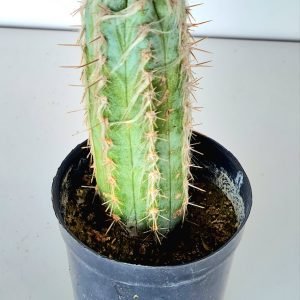 Cacto Pilosocereus azureus