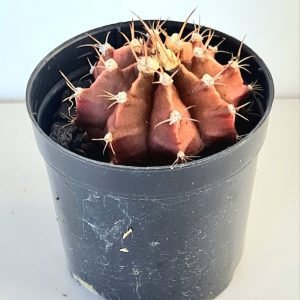 Gymnocalycium vermelho