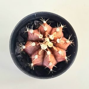 Gymnocalycium vermelho