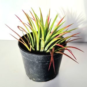 Tillandsia (Bromelia)