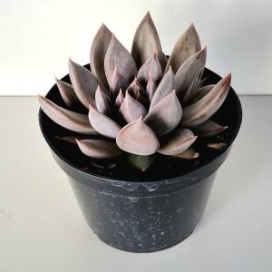 Suculenta Echeveria Craigiana