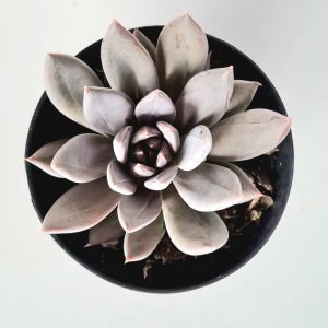 Suculenta Echeveria Craigiana