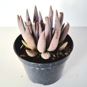 Suculenta Echeveria Unguiculata