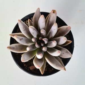 Suculenta Echeveria Unguiculata