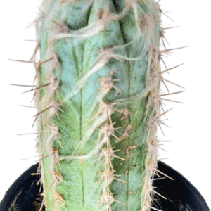 Cacto Pilosocereus fulvilanatus – cacto azul