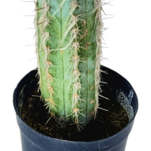 Cacto Pilosocereus fulvilanatus – cacto azul