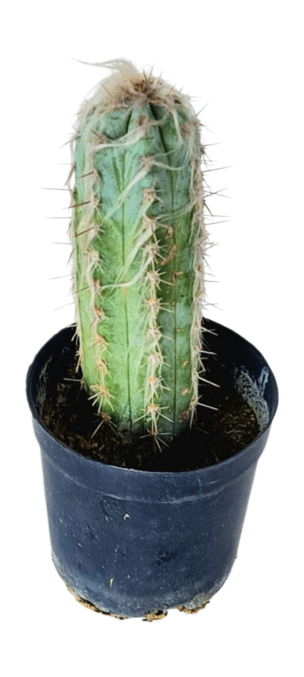Cacto Pilosocereus fulvilanatus - cacto azul