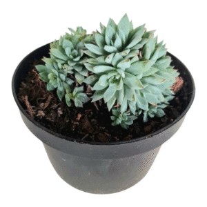 Suculenta Echeveria Blue Star – Colônia