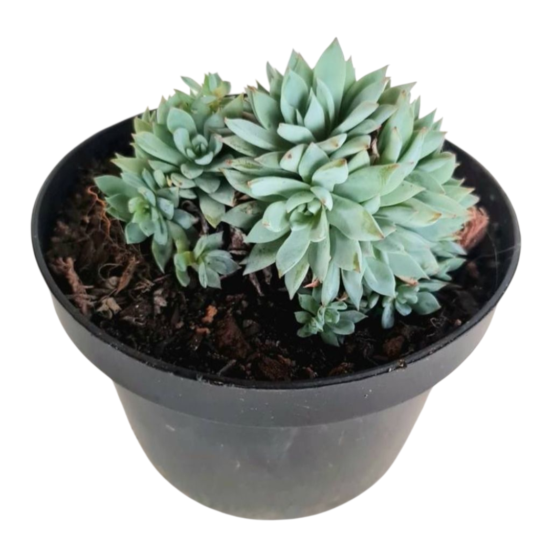 Suculenta Echeveria Blue Star - Colônia 1 1000842083