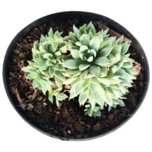 Suculenta Echeveria Blue Star – Colônia