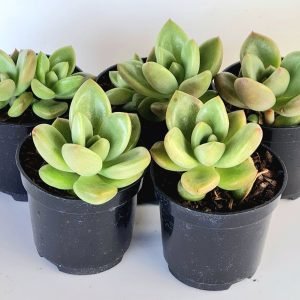 Kit 5 Suculentas Echeveria Avocado Cream Pote 6