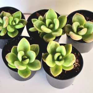 Kit 5 Suculentas Echeveria Avocado Cream Pote 6