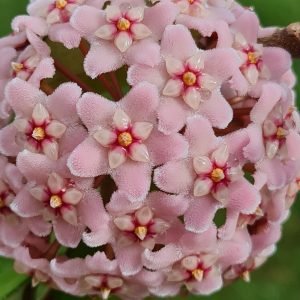 Flor de cera (Hoya Carnosa Compacta)